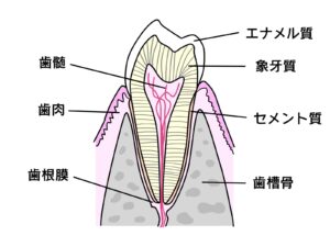 歯の組織